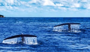 Whale Watching in Bodega Bay