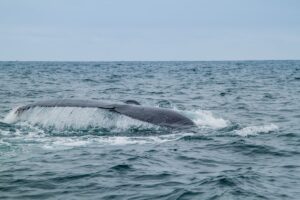 Humpback Whale