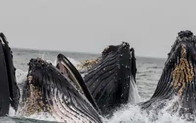 Summer and Fall 2024 Seasons of the Blue Whale out of Bodega Bay