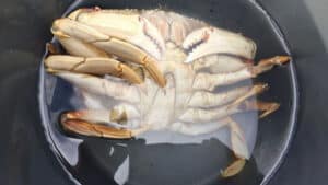 Crabby Black Friday 2024