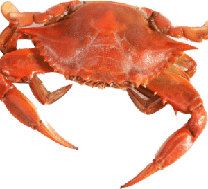 Feelin' Crabby