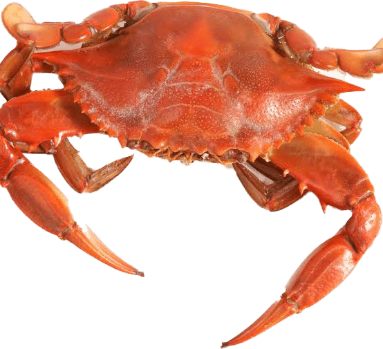 Feelin' Crabby