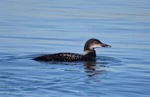 Birding Bodega Bay
