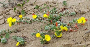 Camissoniopsis cheiranthifolia