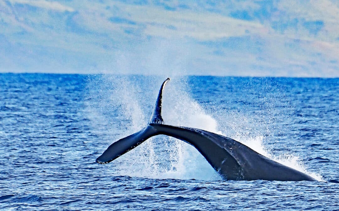 Your Guide to Humpback Whale Watching in Bodega Bay