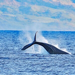 Your Guide to Humpback Whale Watching in Bodega Bay