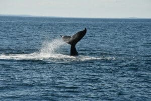 Your Guide to Humpback Whale Watching in Bodega Bay