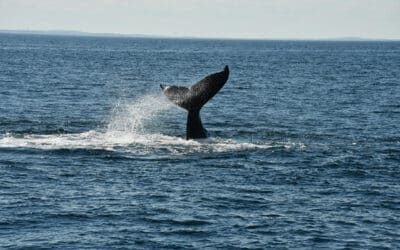A Guide to Witnessing Humpback Whale Migration in Bodega Bay