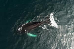 Your Guide to Humpback Whale Watching in Bodega Bay