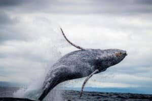 Your Guide to Humpback Whale Watching in Bodega Bay