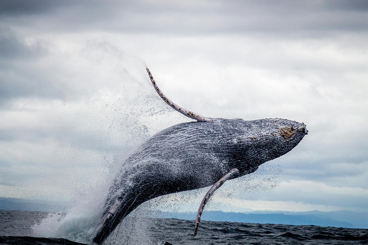Your Guide to Humpback Whale Watching in Bodega Bay