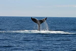 Your Guide to Humpback Whale Watching in Bodega Bay