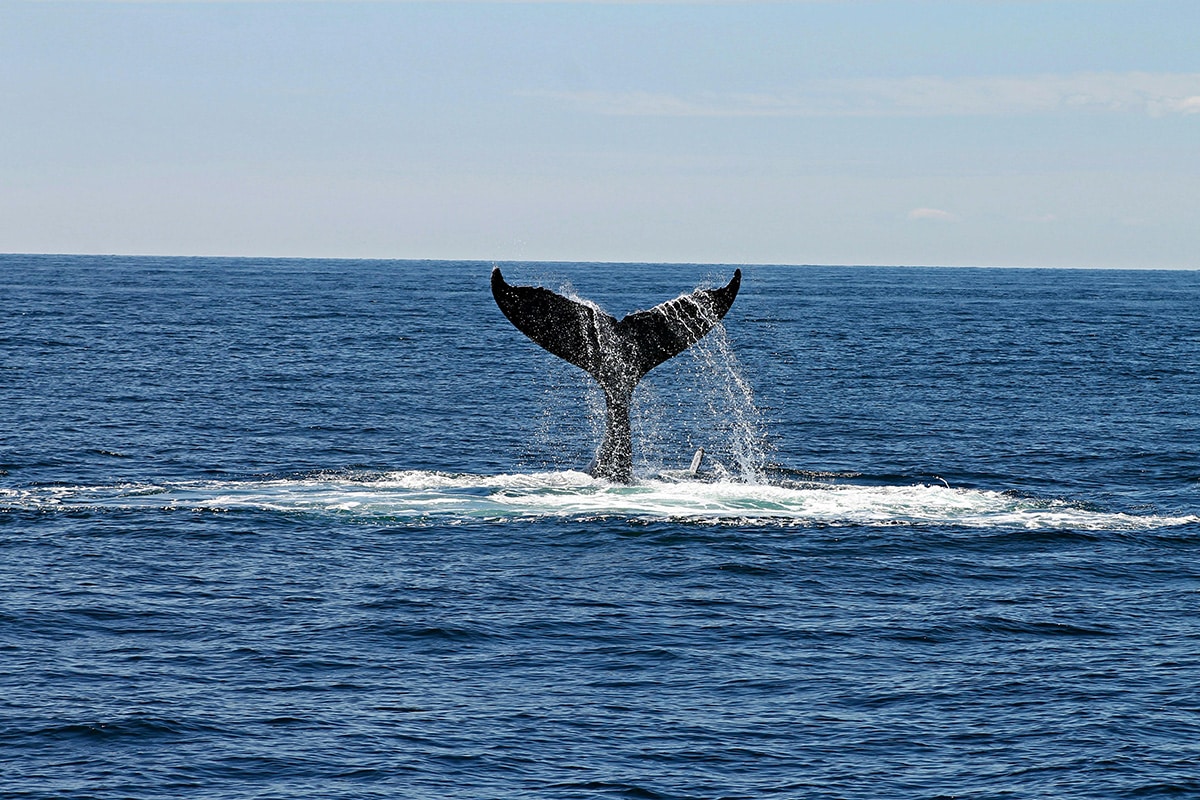 Your Guide to Humpback Whale Watching in Bodega Bay