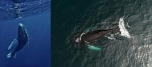 Your Guide to Humpback Whale Watching in Bodega Bay