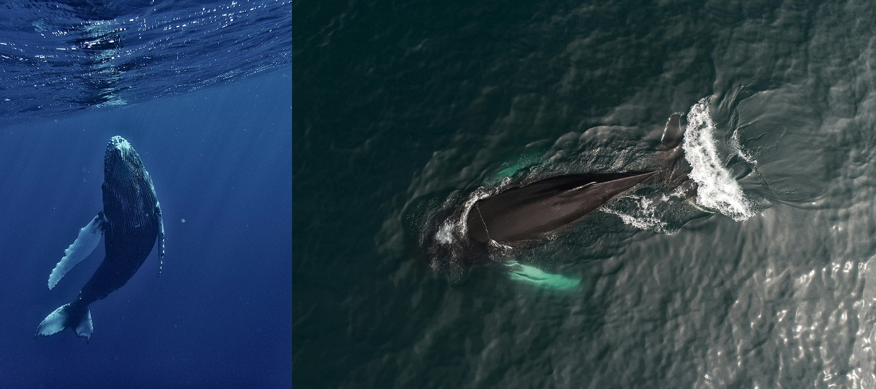 Your Guide to Humpback Whale Watching in Bodega Bay