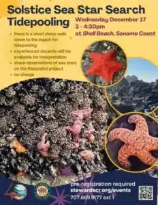 Winter Solstice Sea Star Search