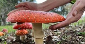 Mushrooms of Sebastopol Walking Tour