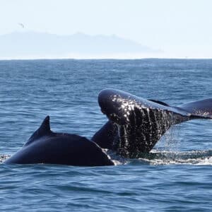 Your Guide to Humpback Whale Watching in Bodega Bay