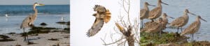 Birds of Bodega Bay