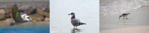 Birds of Bodega Bay