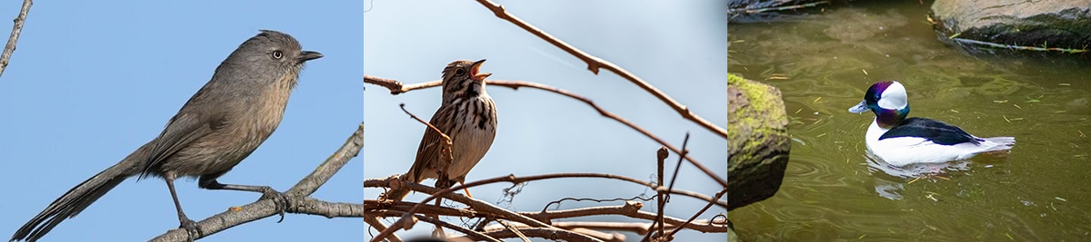 Birds of Bodega Bay