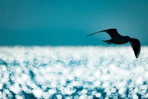 Birds of Bodega Bay