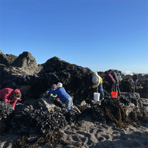 Mussel Forage & Feast at Bodega Bay