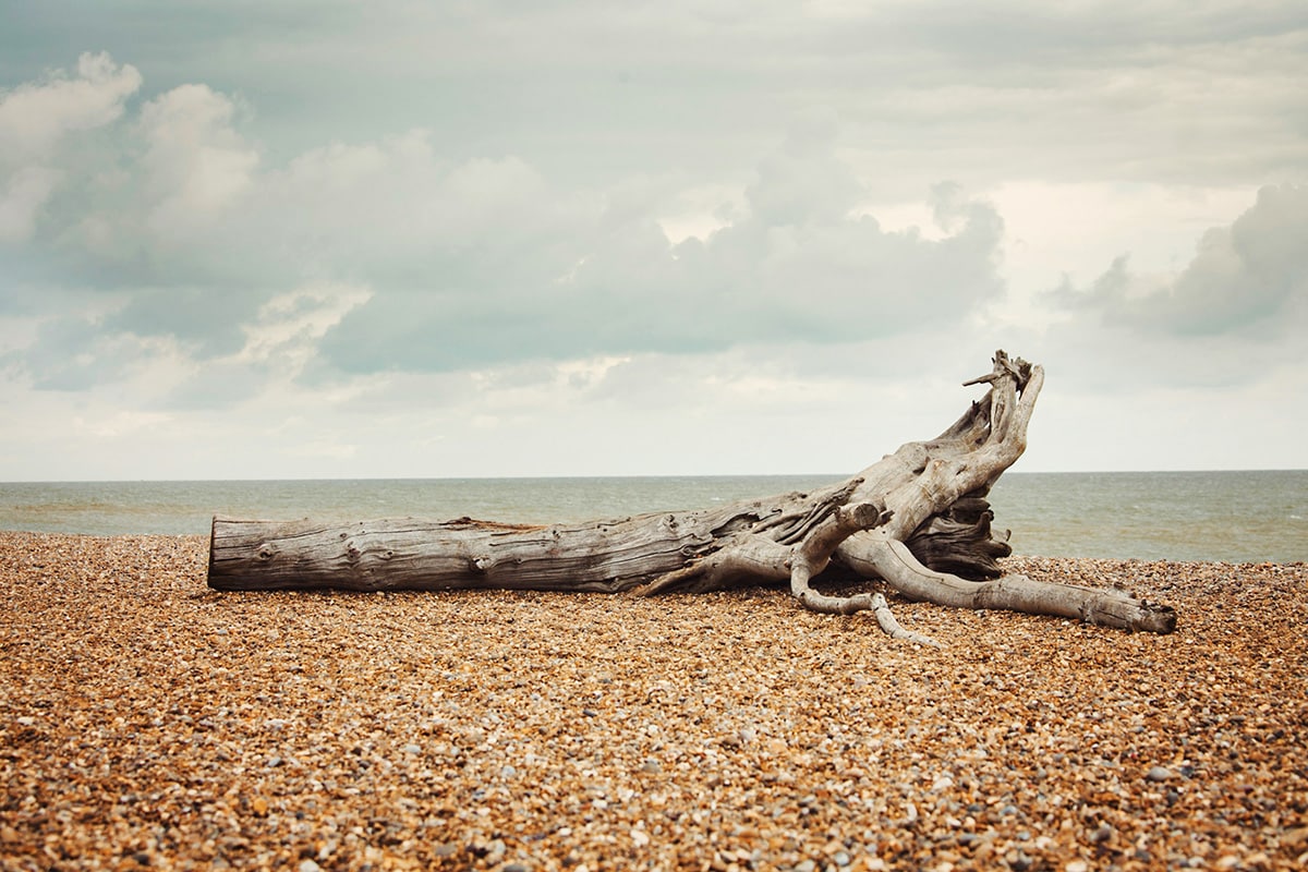 Driftwood