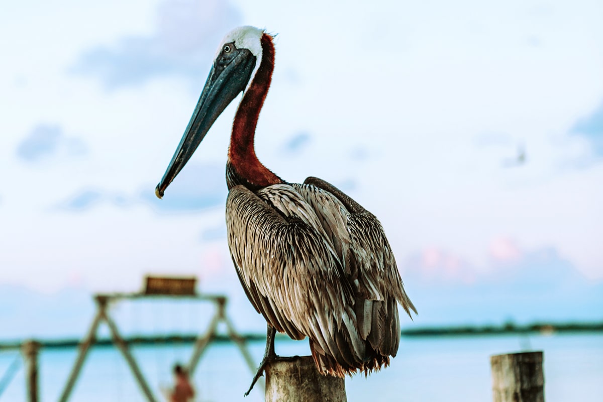 Pelican