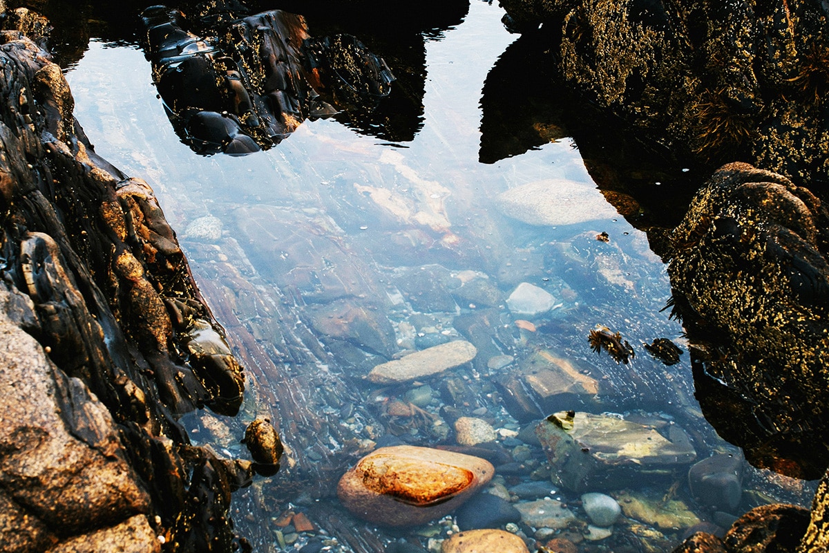 Tide Pool