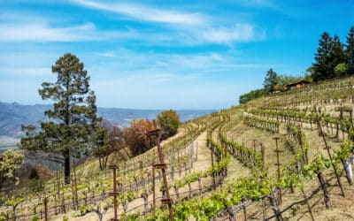 Savoring the Sonoma Coast: A Wine Tasting Journey Like No Other
