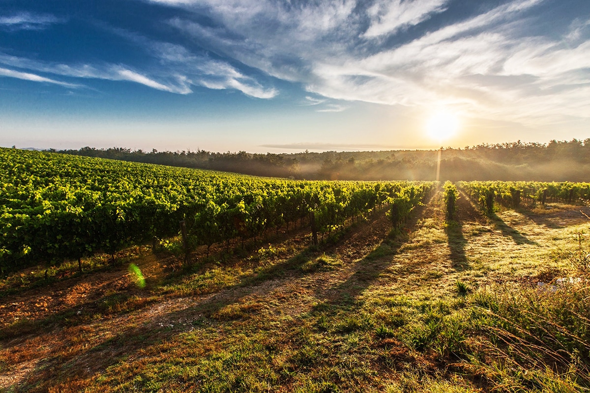 Toast to the Sonoma Coast