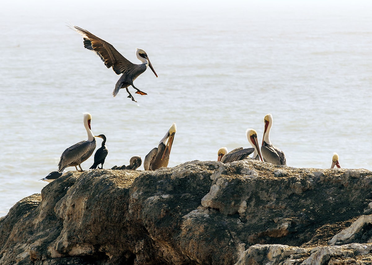 Sonoma Coast Wildlife