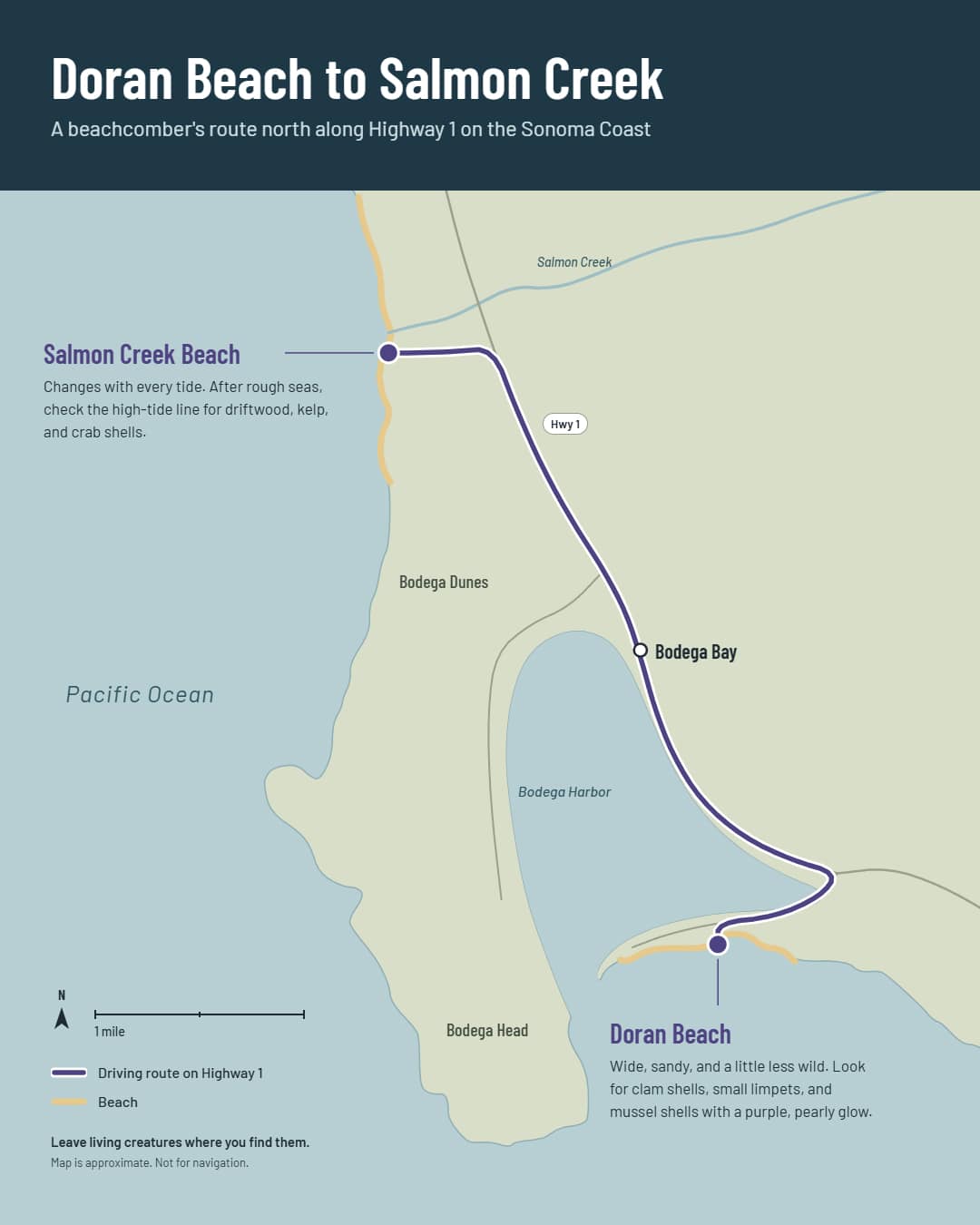 Map of the route from Doran Beach through Bodega Bay to Salmon Creek Beach on Highway 1.