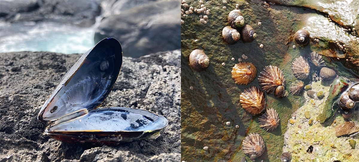 Mussel shells, limpets, and turban snails