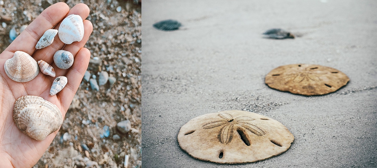 Mixed Shells and Sand Dollars