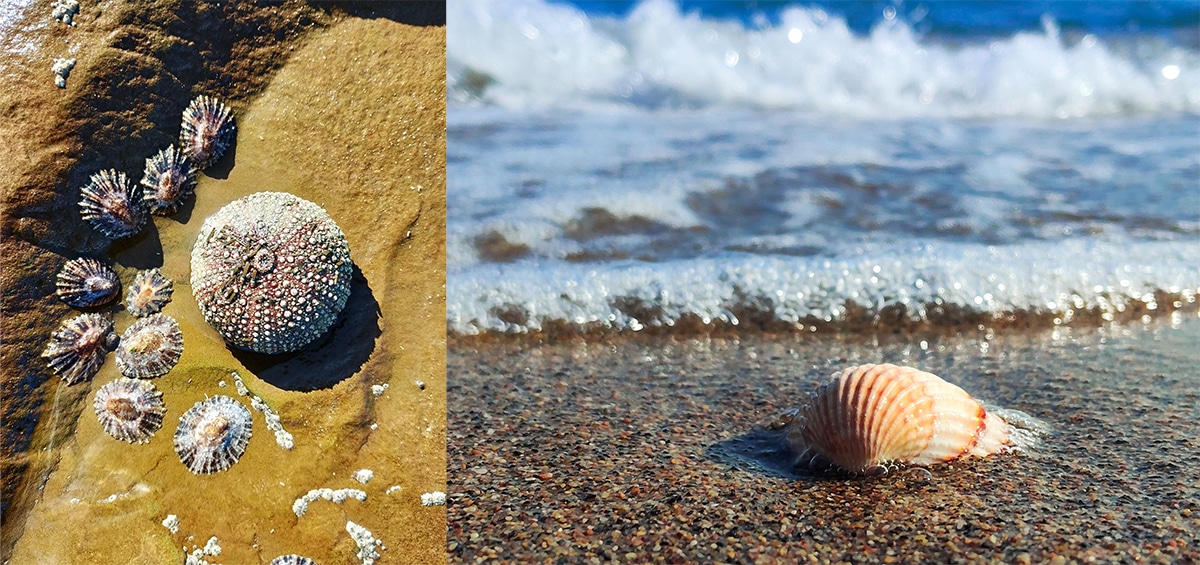 Collage of seashells, stones, and other small finds on the beach