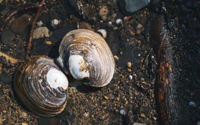 Sonoma Coast Seashell Hunt